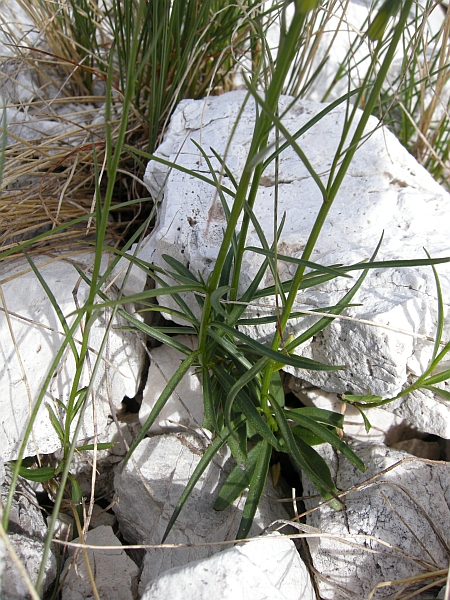 Campanula sheuchzeri